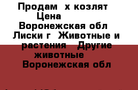 Продам 2х козлят › Цена ­ 1 000 - Воронежская обл., Лиски г. Животные и растения » Другие животные   . Воронежская обл.